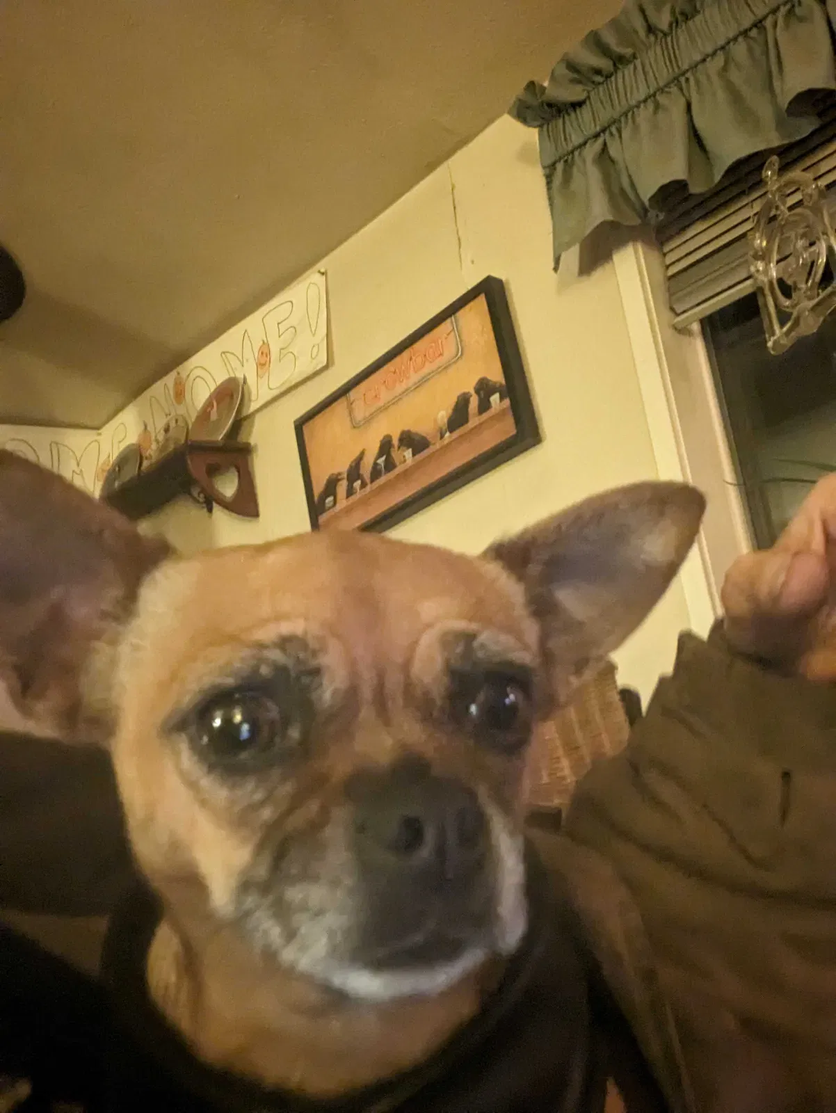 Lost dog in Unknown, OR, 0