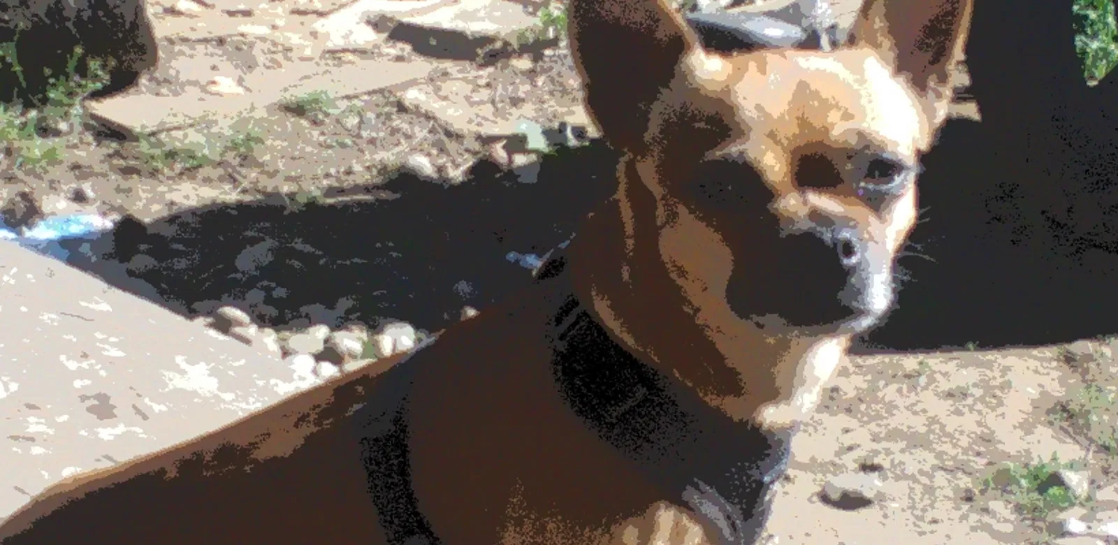 Lost dog in Unknown, OR, 0