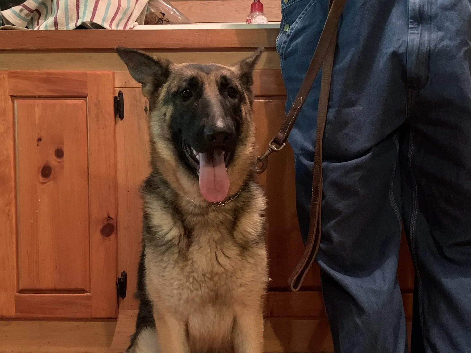 Lost dog in Irmo, SC, 29063
