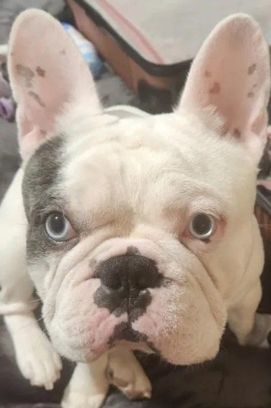 Lost dog in Newton, NJ, 7860