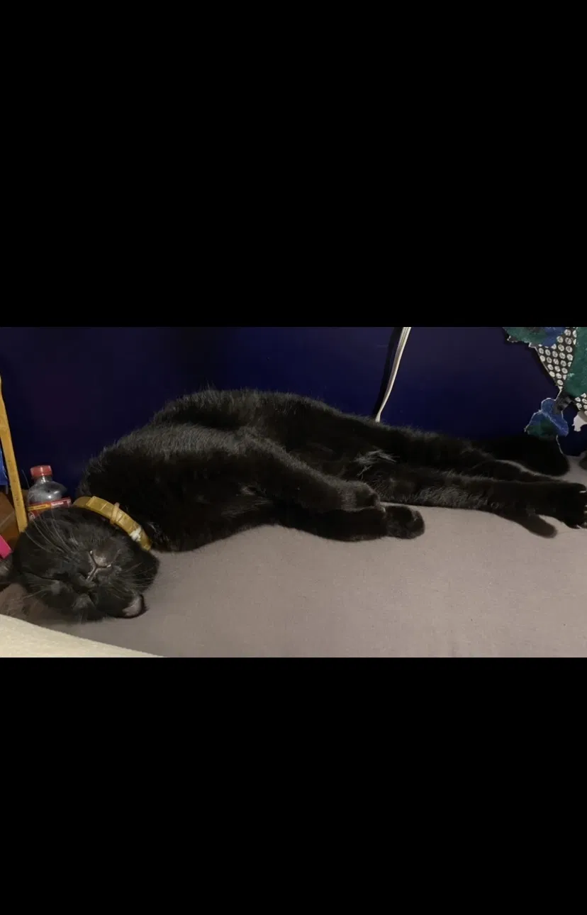 Lost cat in Trevor, WI, 53179