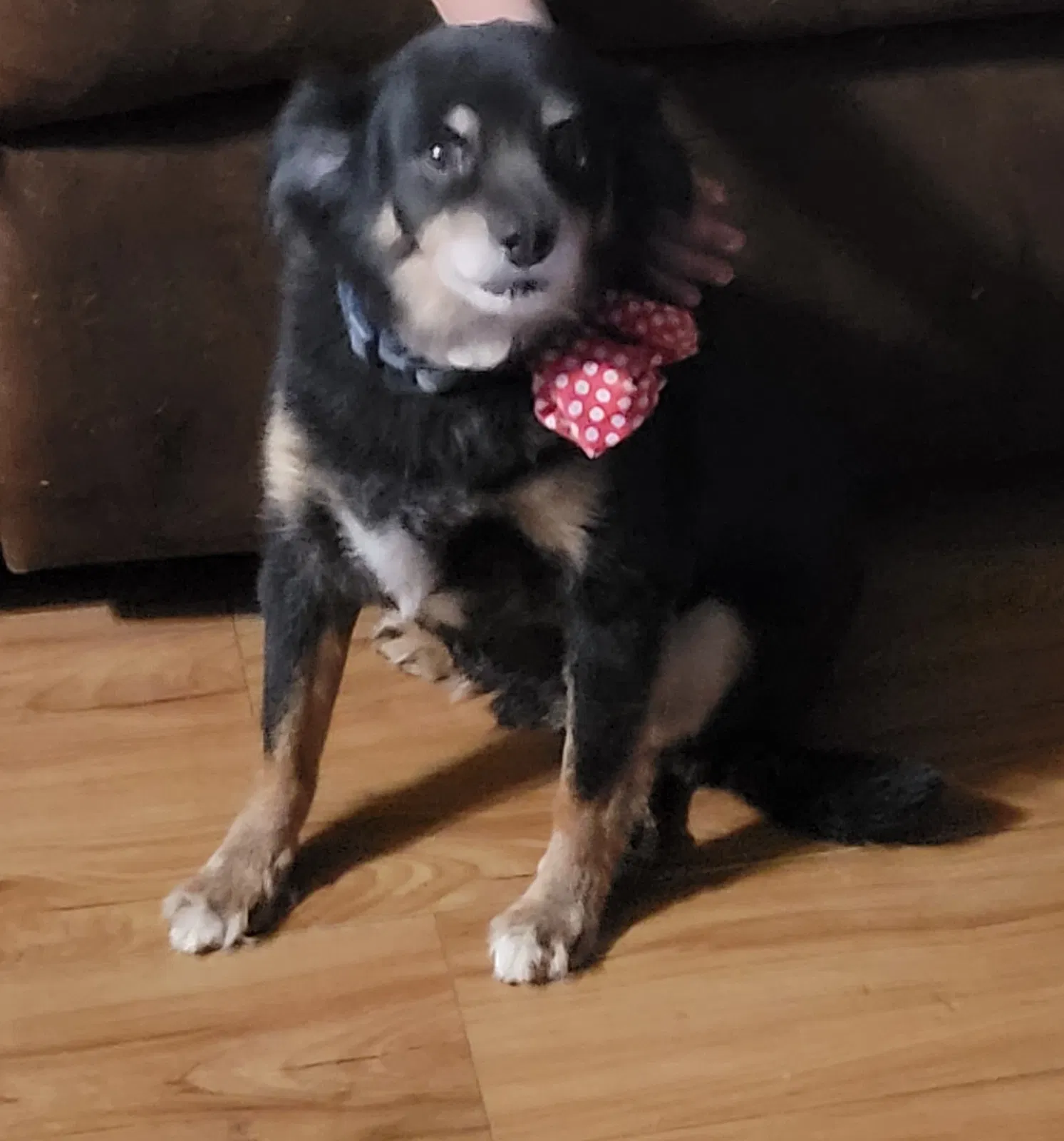 Lost dog in Victorville, CA, 92392