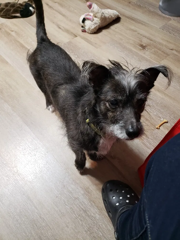 Lost dog in San Antonio, TX, 78244