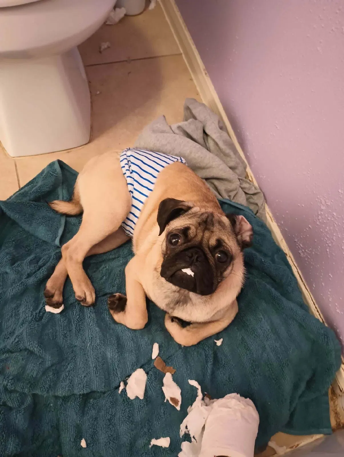Lost dog in Katy, TX, 77494