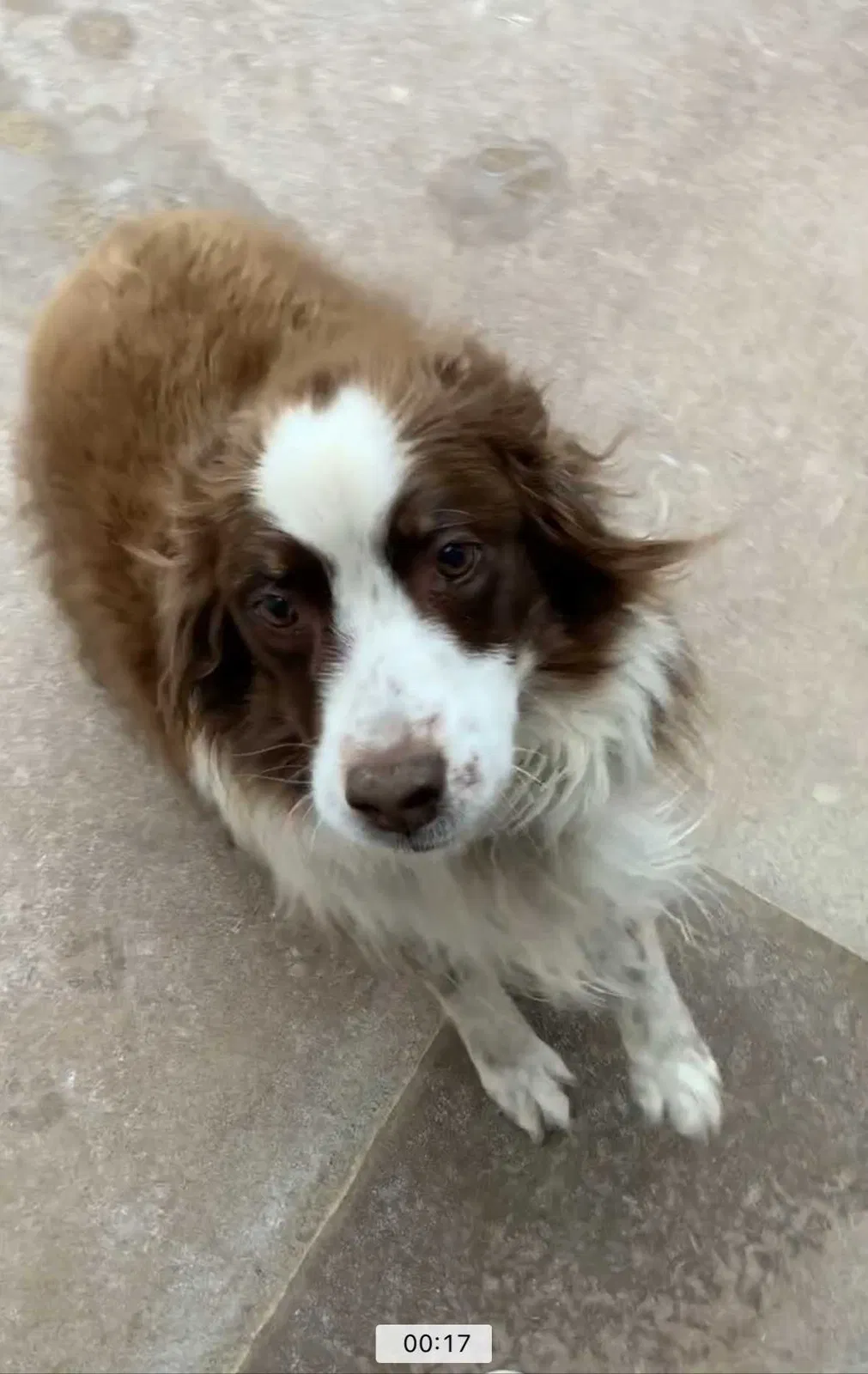 Lost dog in Edmond, OK, 73034