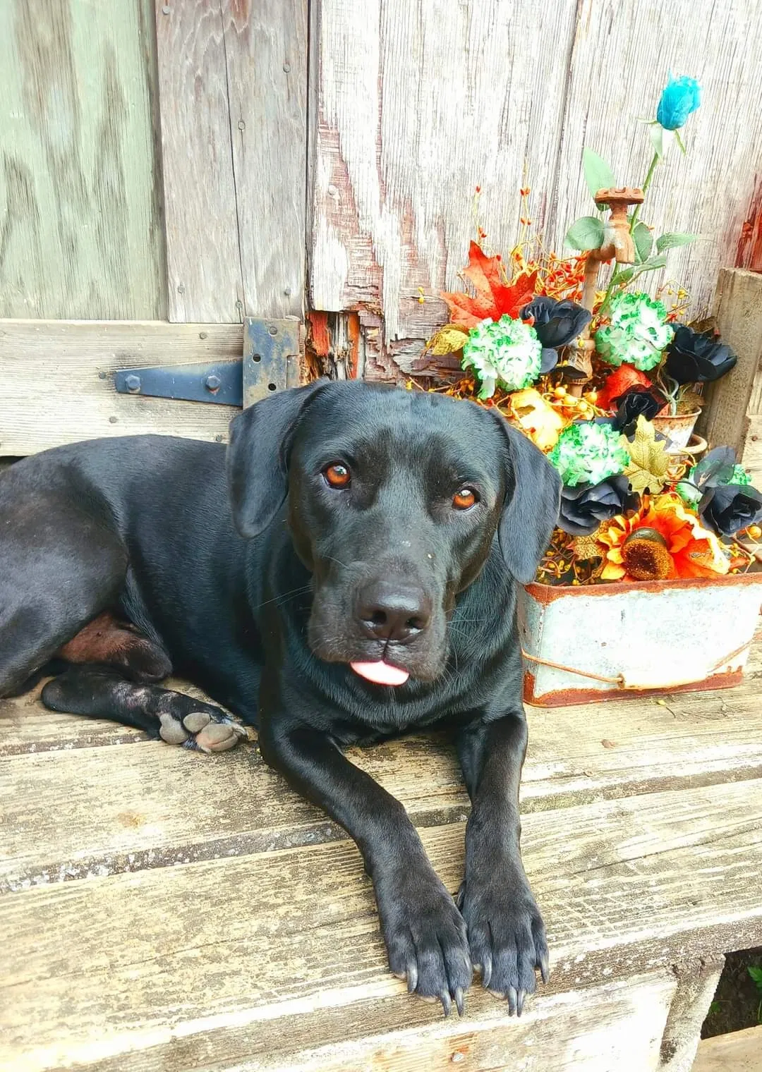 Lost dog in Theodore, AL, 36582