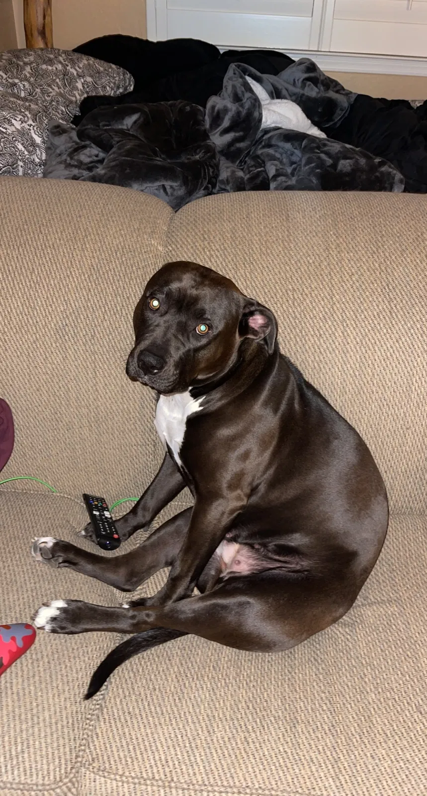 Lost dog in Goodyear, AZ, 85338