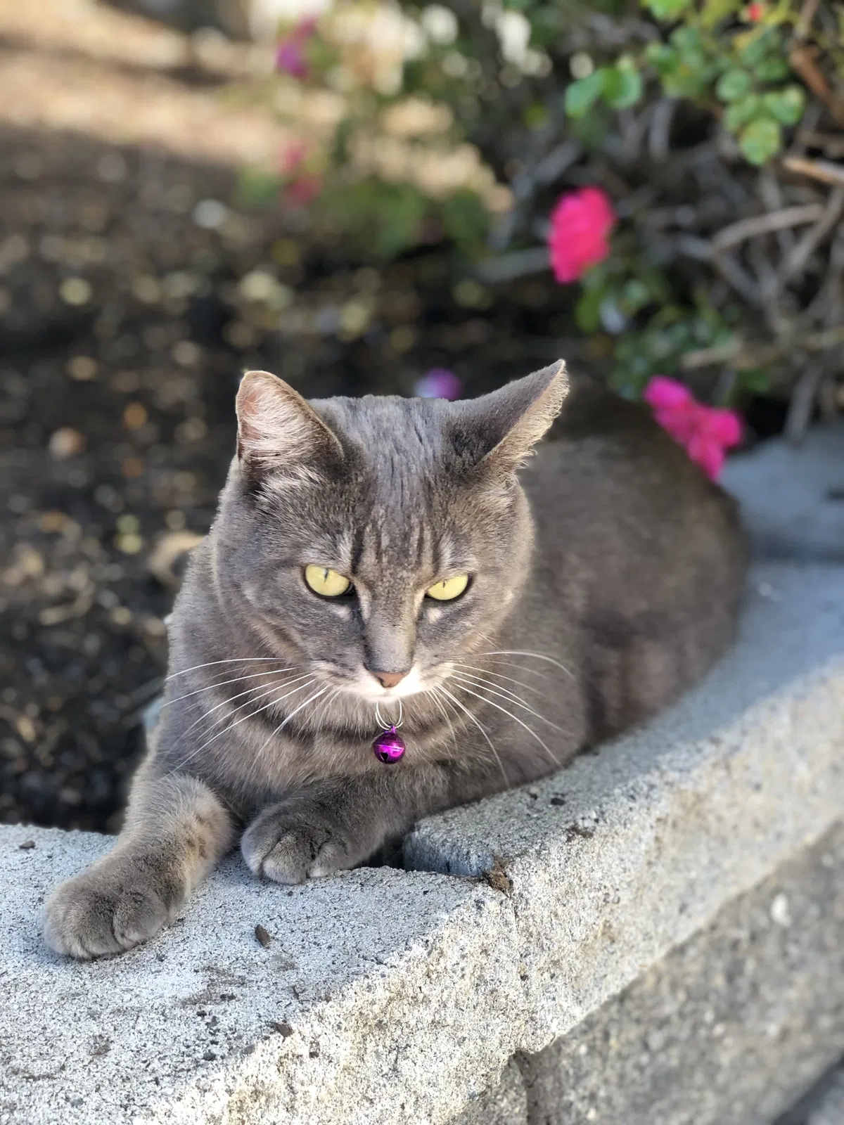 Lost cat in Steilacoom, WA, 98388