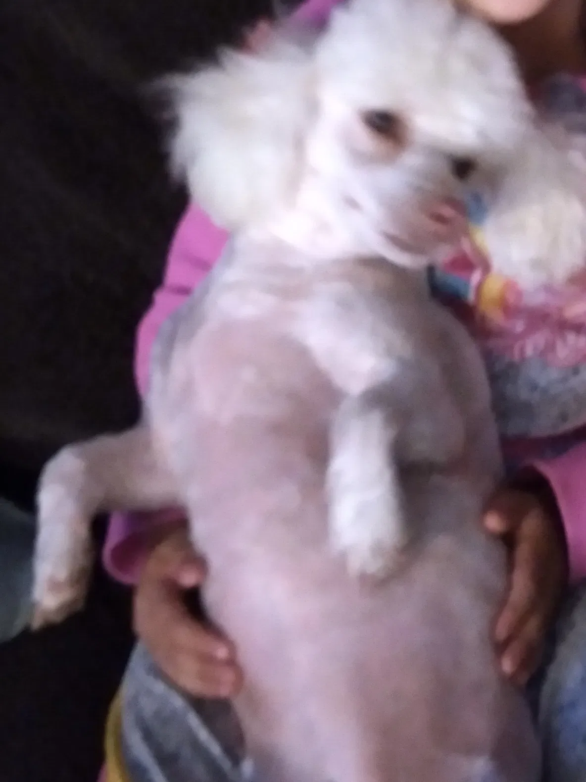 Lost dog in Phoenix, AZ, 85035