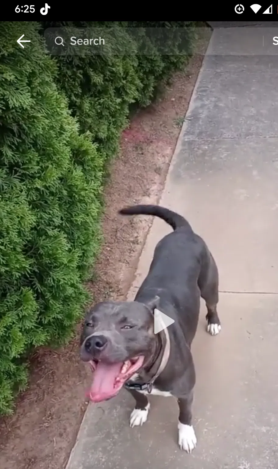 Lost dog in Decatur, AL, 35603