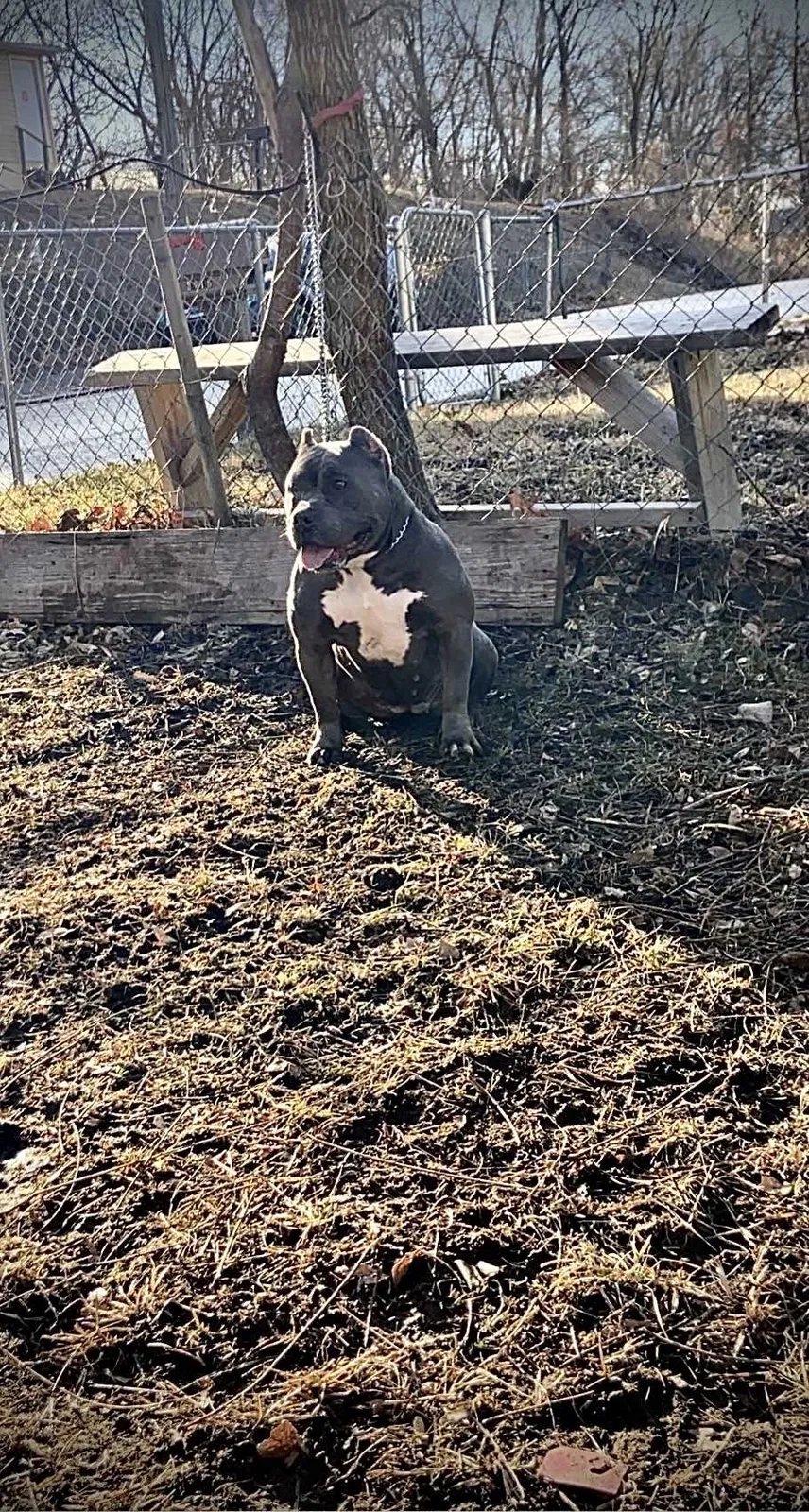 Lost dog in Kansas City, KS, 66104
