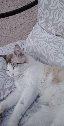 Lost cat in El Paso, TX, 79938