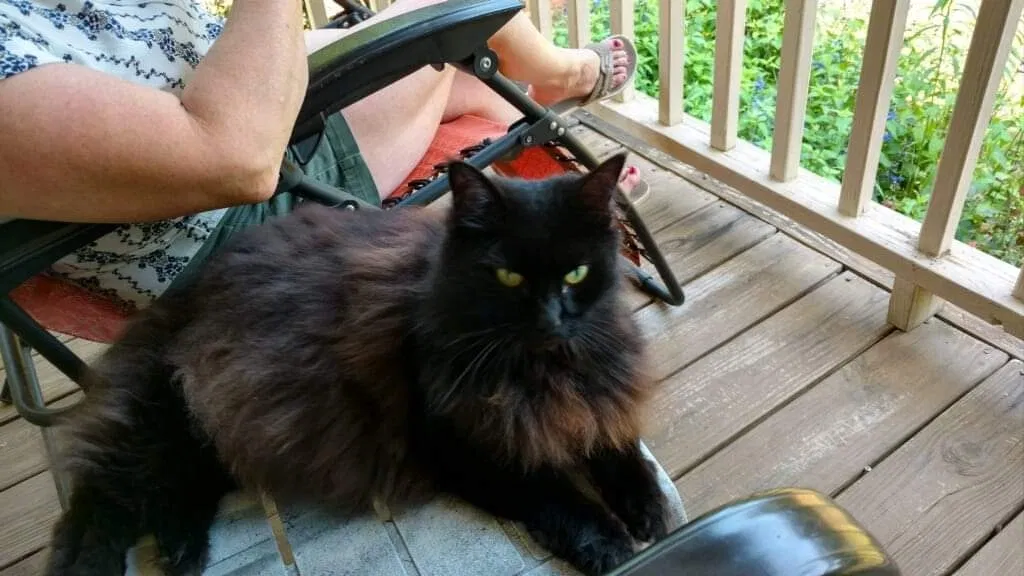 Lost cat in Monroe, GA, 30656