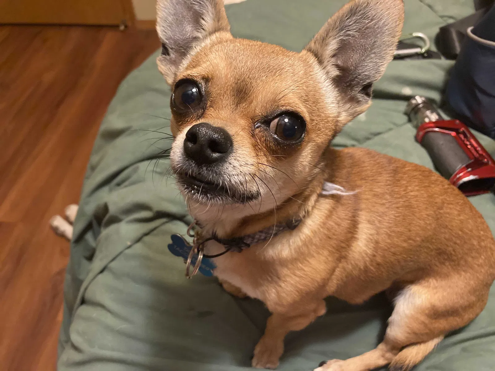 Lost dog in Portland, OR, 97217
