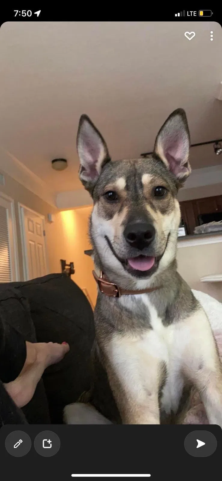 Lost dog in Olive Branch, MS, 38654
