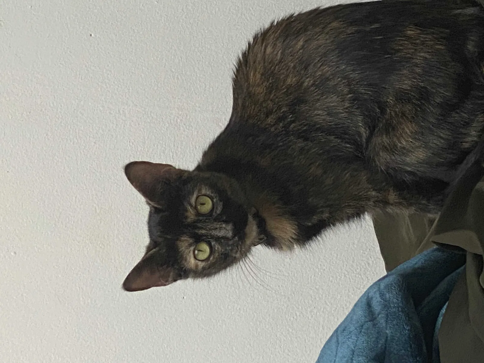 Lost cat in Unknown, CA, 0