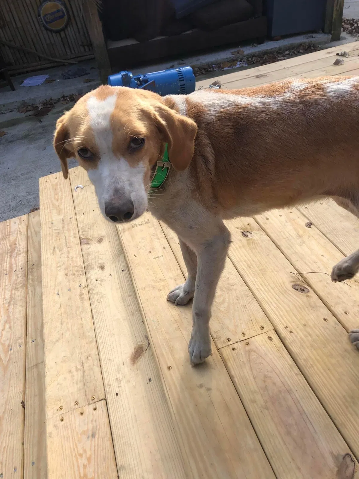Lost dog in Eutawville, SC, 29048