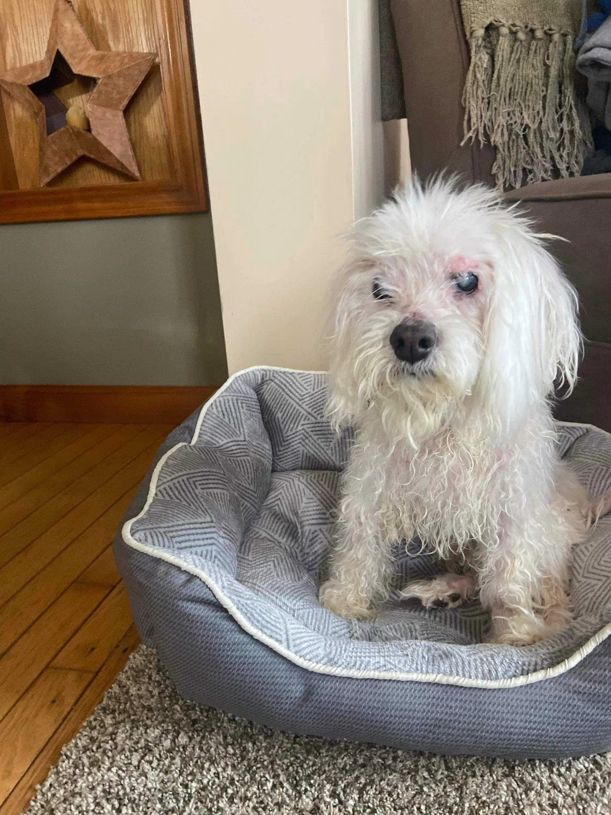 Lost dog in Clio, MI, 48420