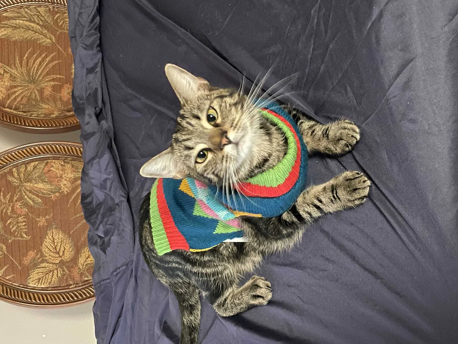 Lost cat in Malabar, FL, 32950