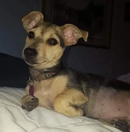 Lost dog in Sun City Center, FL, 33573