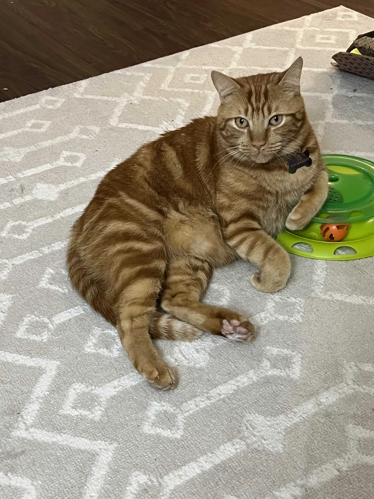 Lost cat in Cedar Park, TX, 78613