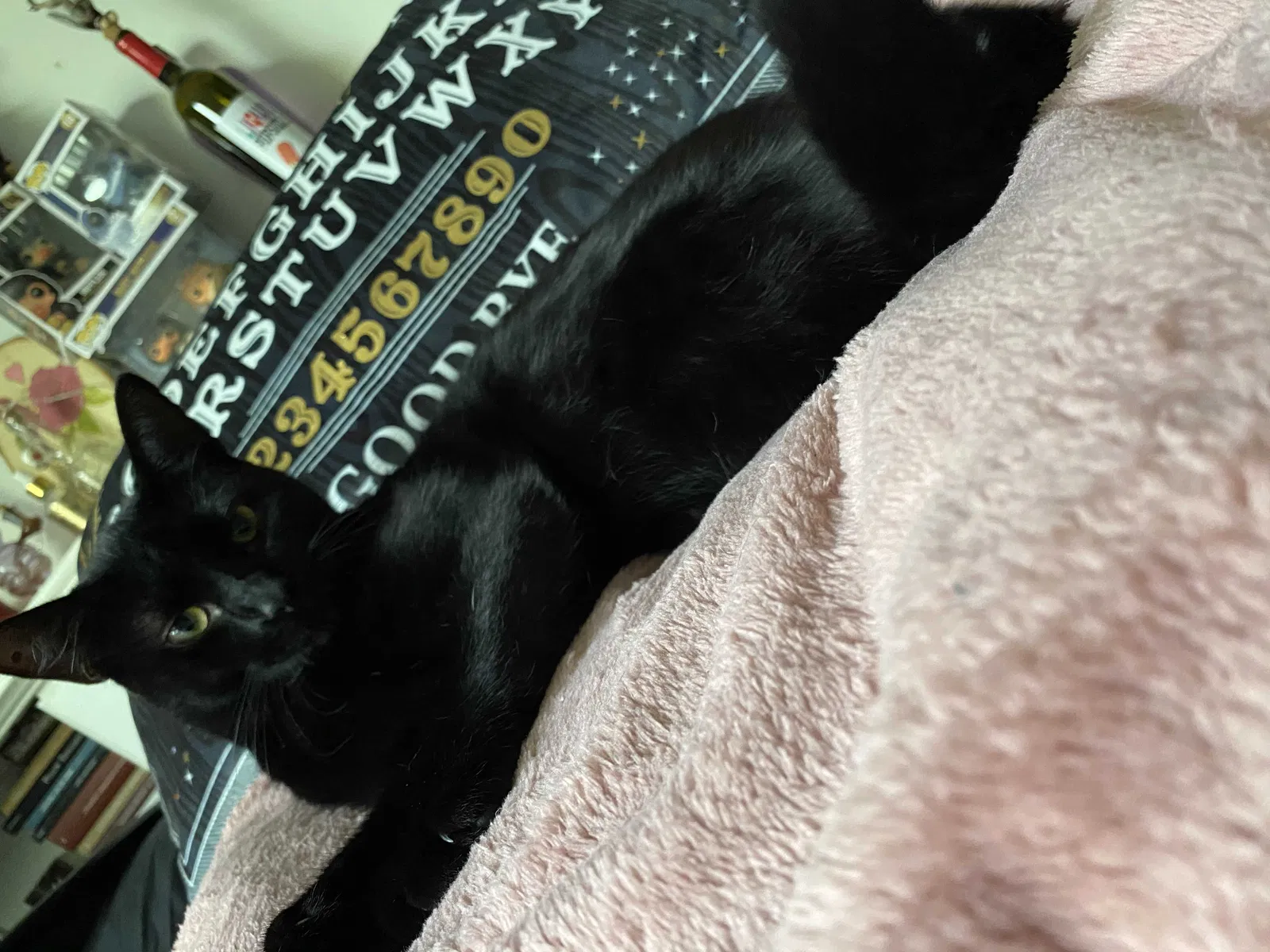 Lost cat in Ocala, FL, 34479