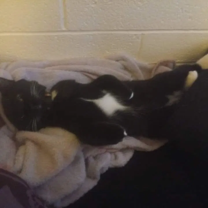 Lost cat in Tucson, AZ, 85716