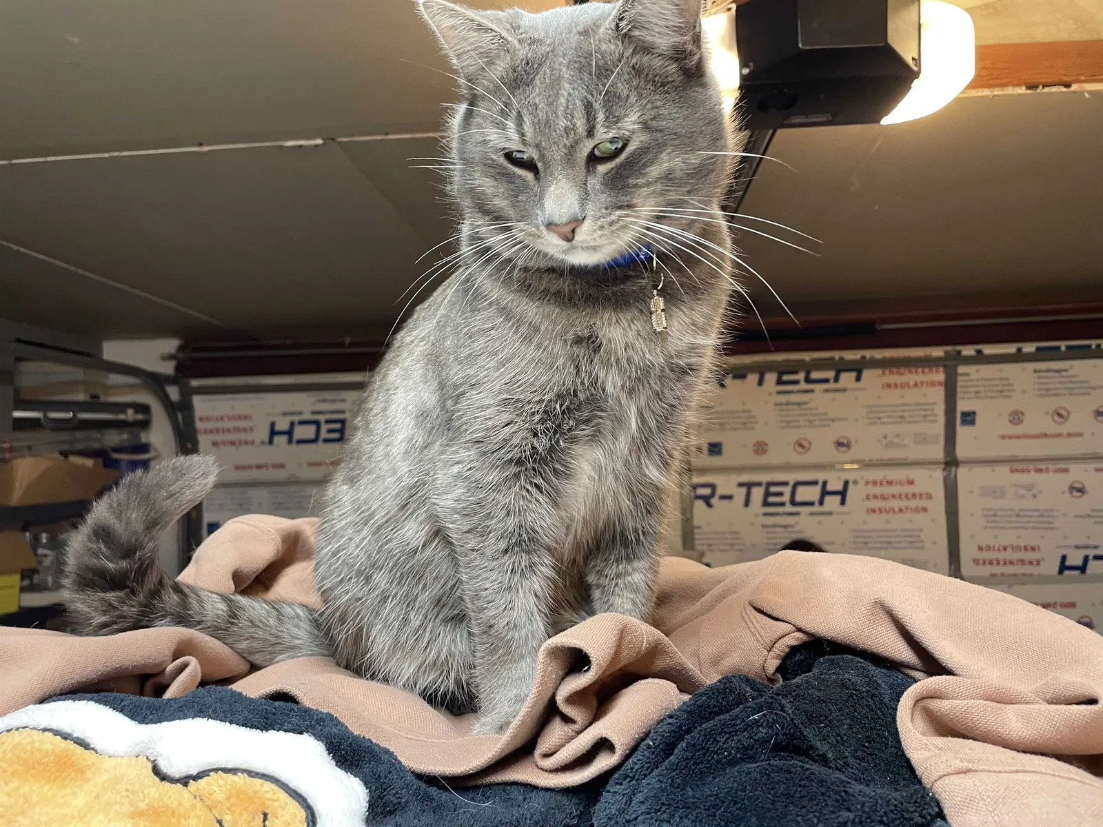 Lost cat in Citrus Heights, CA, 95610