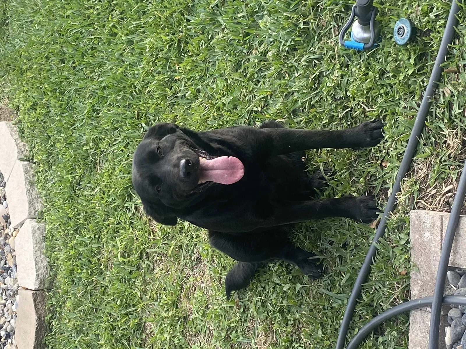 Found dog in Edinburg, TX, 78539