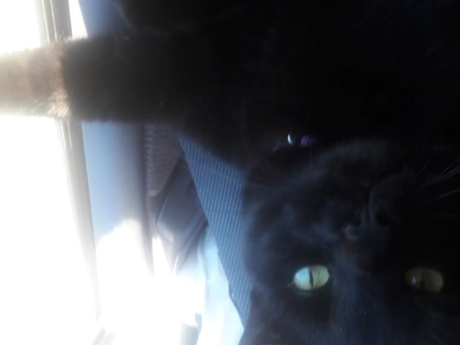 Lost cat in Vallejo, CA, 94590