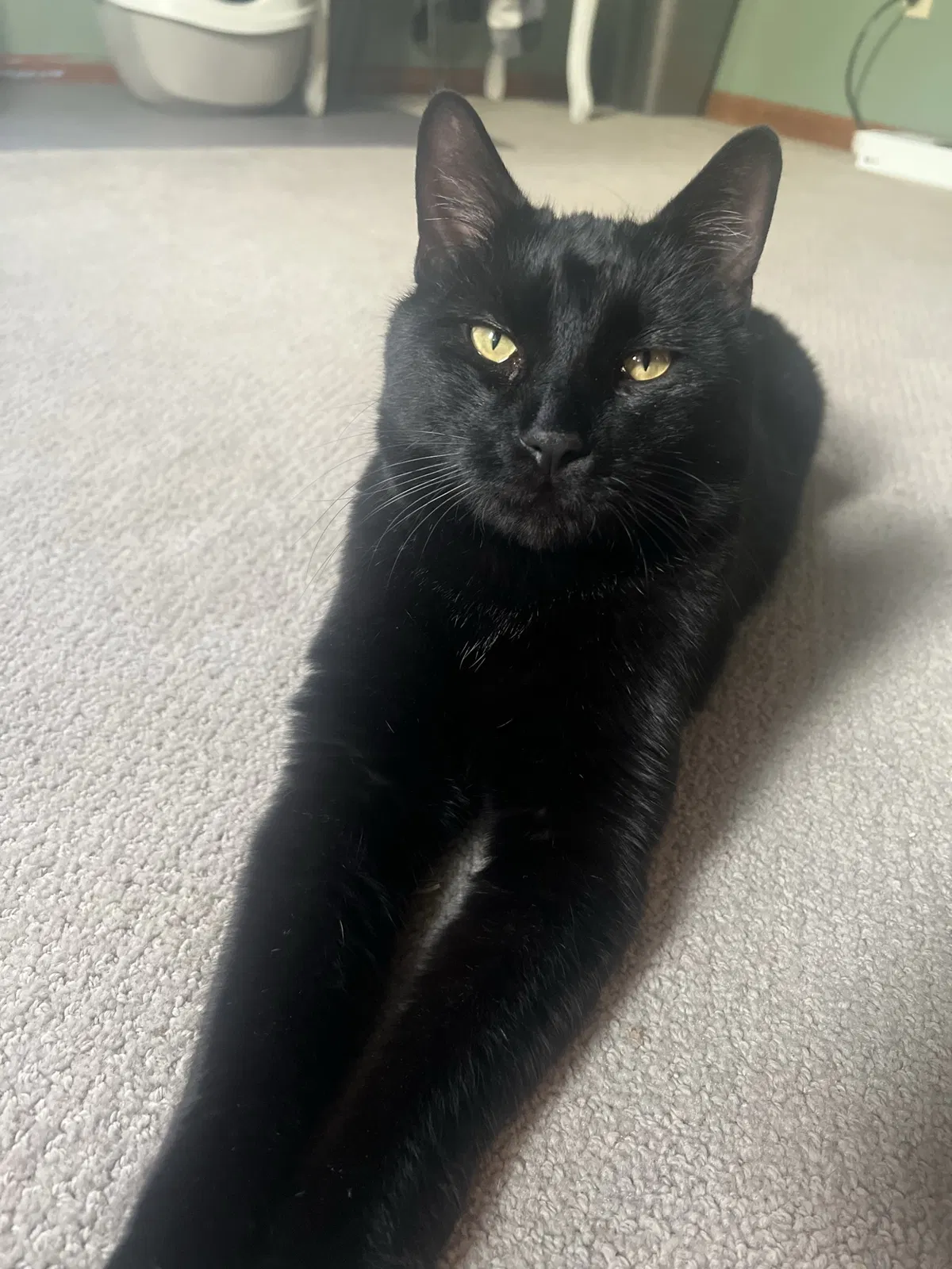 Lost cat in Liberty, MO, 64068