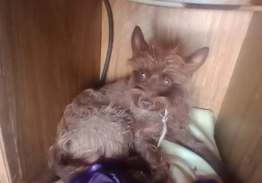 Lost dog in Tucson, AZ, 85706