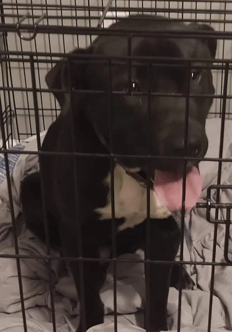 Found dog in Reidsville, NC, 27320