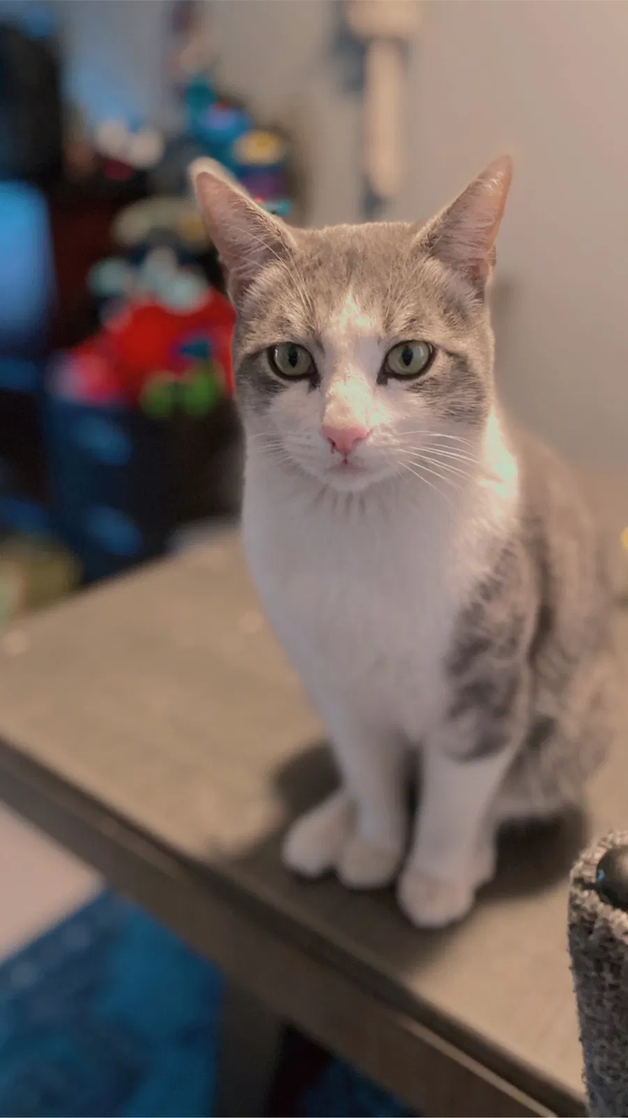 Lost cat in Lynwood, CA, 90262