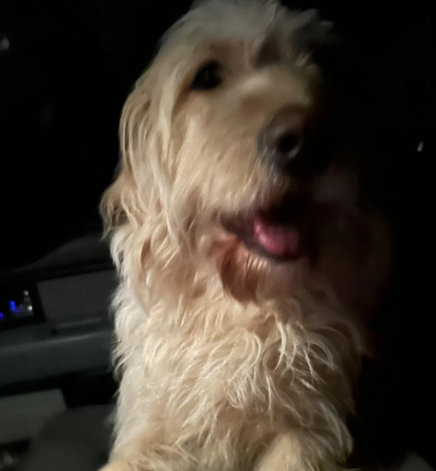 Found dog in Clinton, SC, 29325