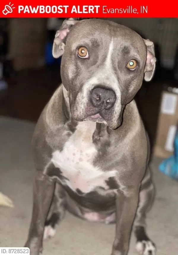 Lost dog in Evansville, IN, 47710
