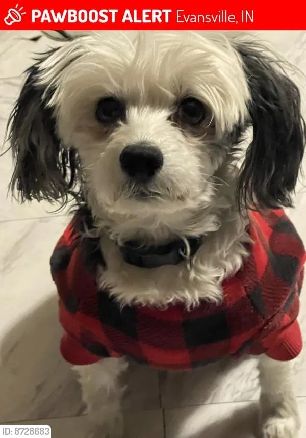 Lost dog in Evansville, IN, 47710