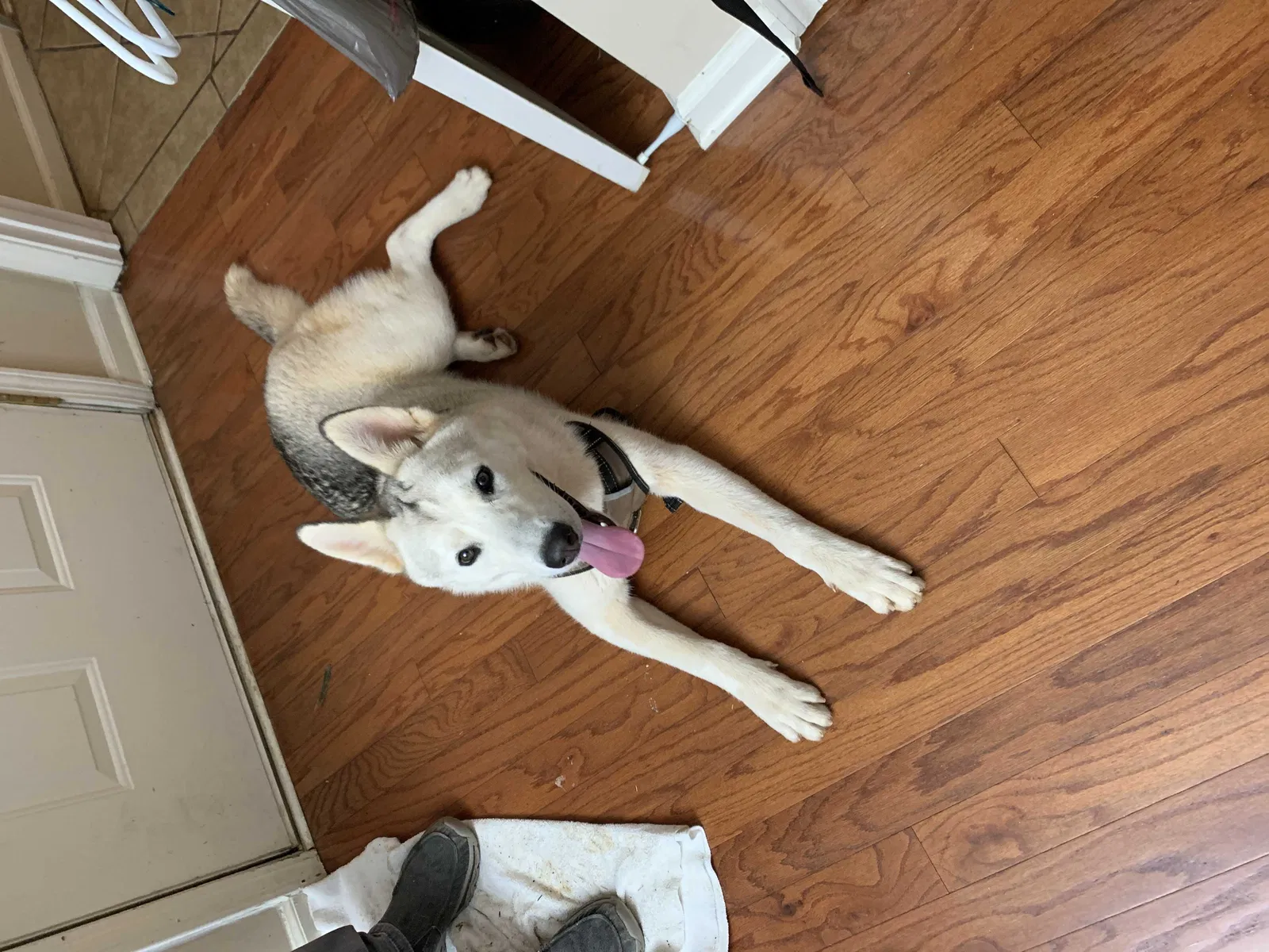 Found dog in Buford, GA, 30518