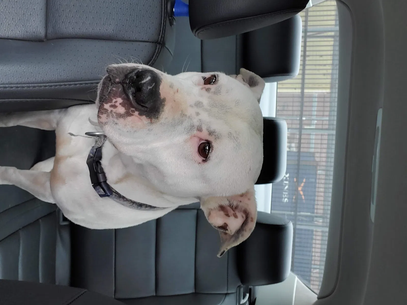 Found dog in Atlanta, GA, 30339