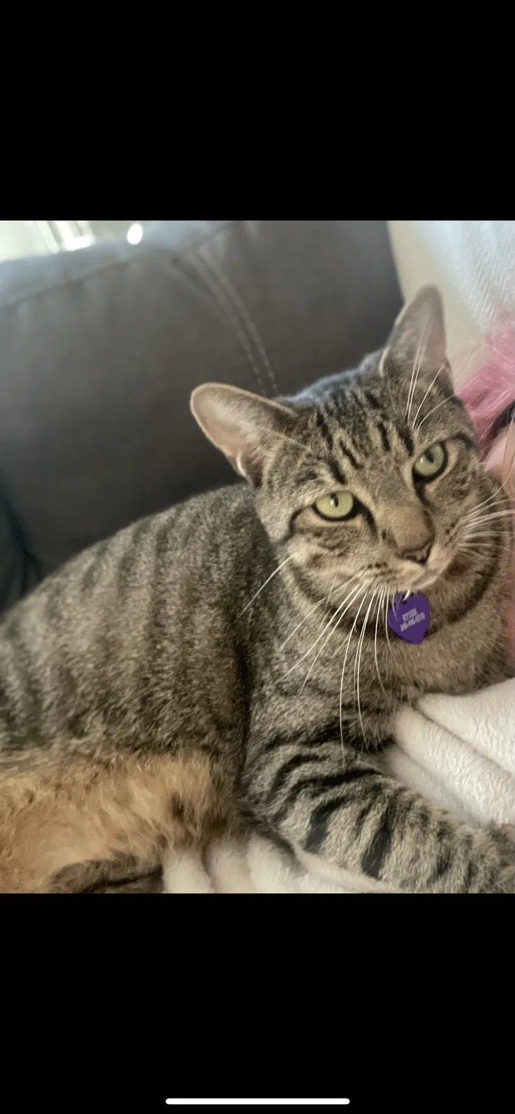 Lost cat in Norfolk, VA, 23518