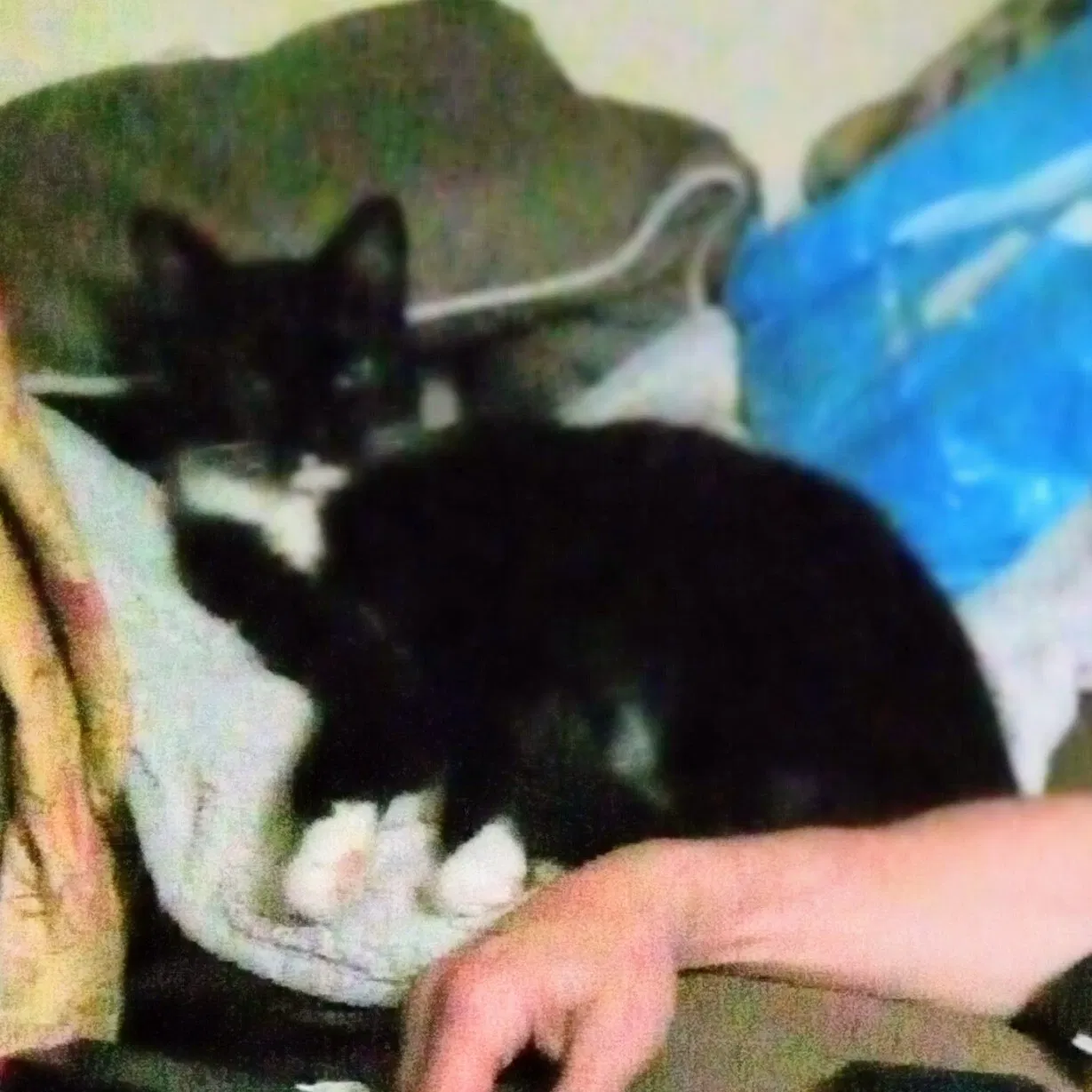 Lost cat in Hackensack, NJ, 7601