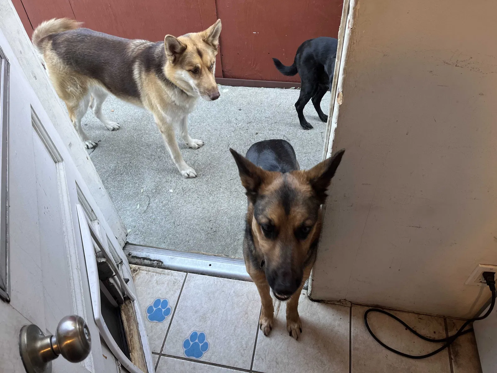 Lost dog in Upland, CA, 91786