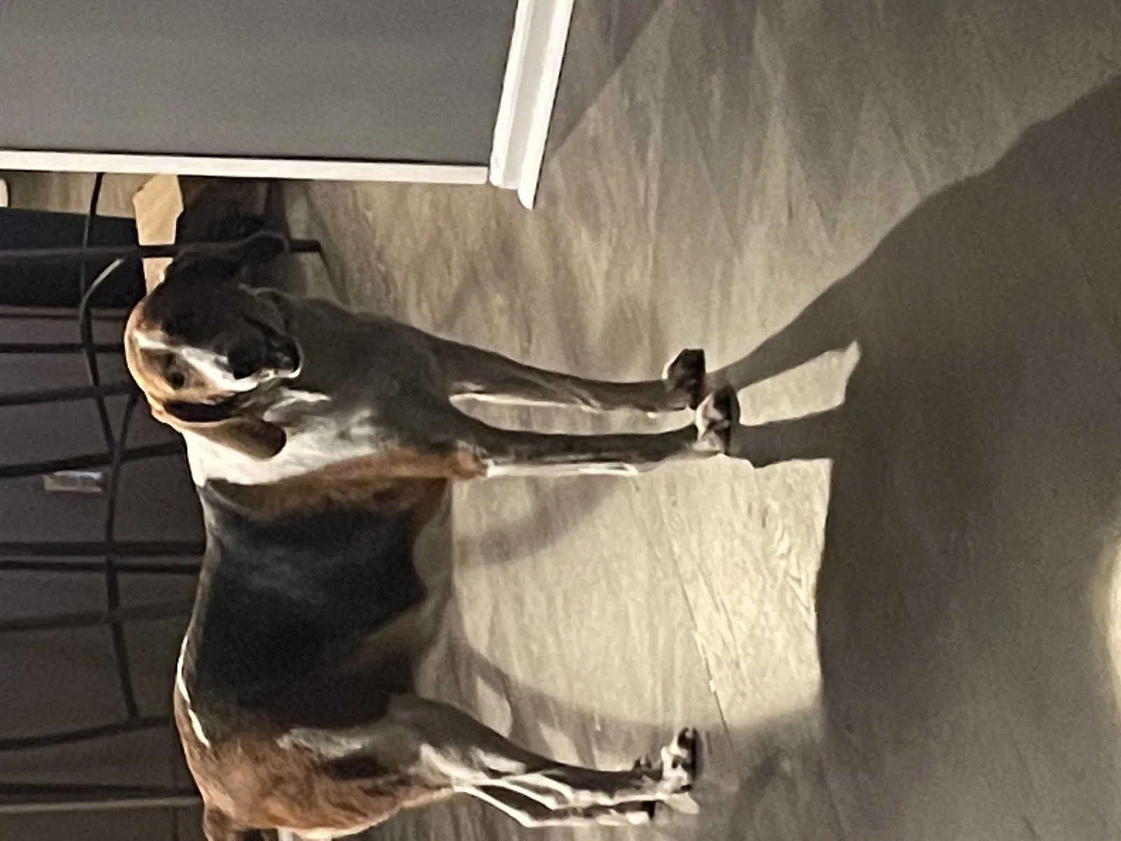 Lost dog in Culpeper, VA, 22701