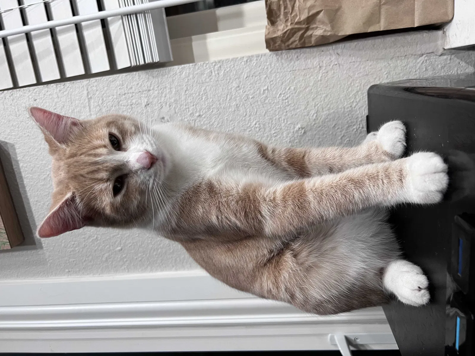 Lost cat in Phoenix, AZ, 85023