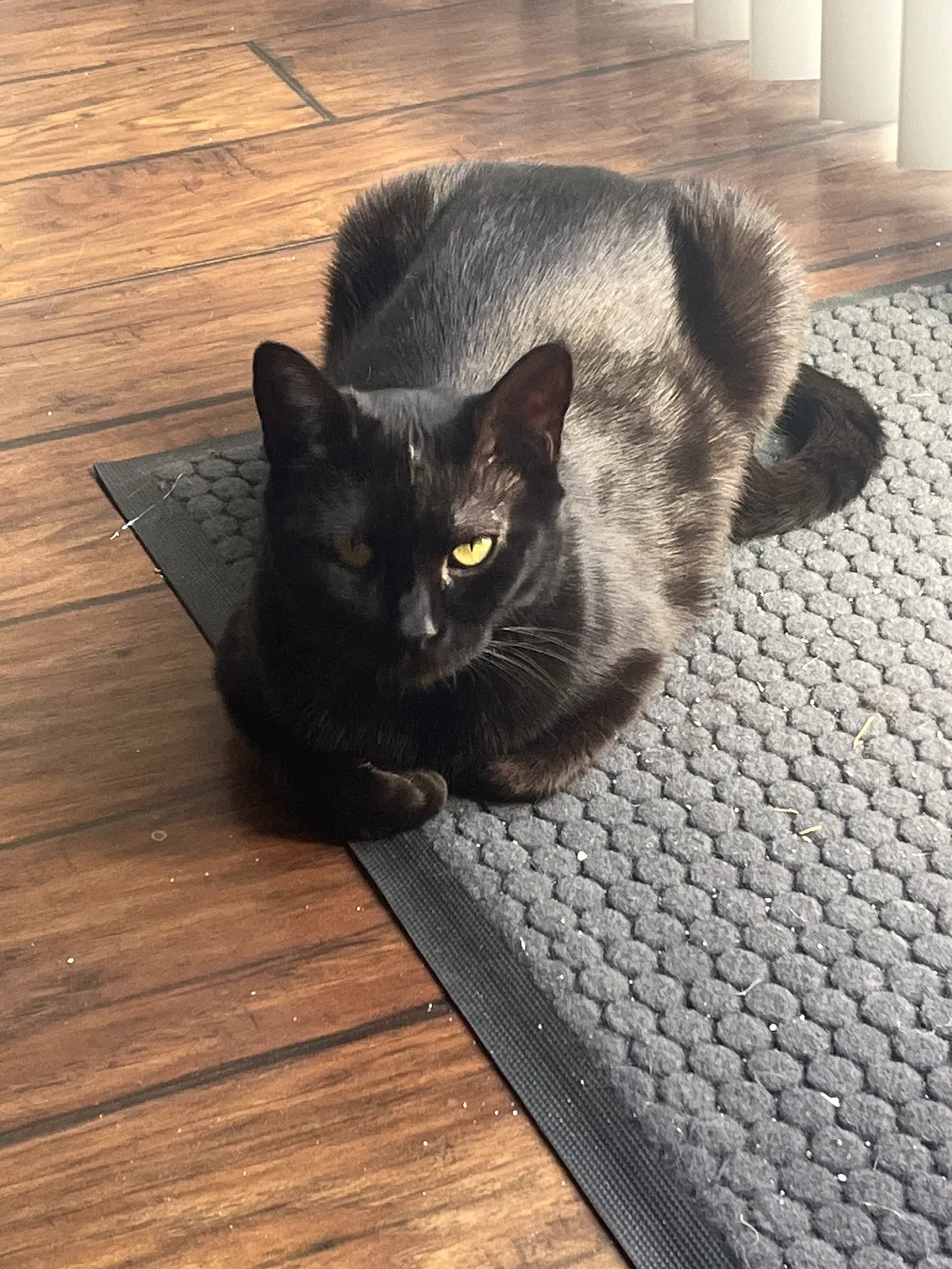 Lost cat in North Hollywood, CA, 91601