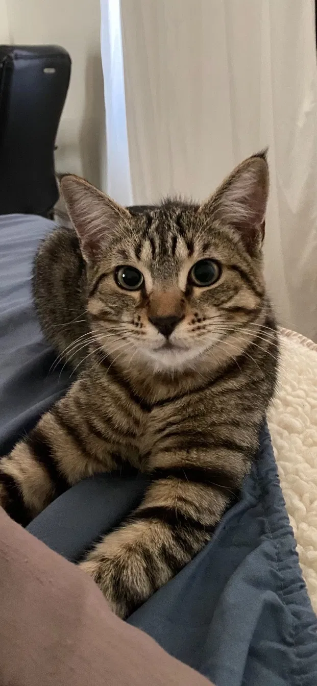 Lost cat in Las Vegas, NV, 89147