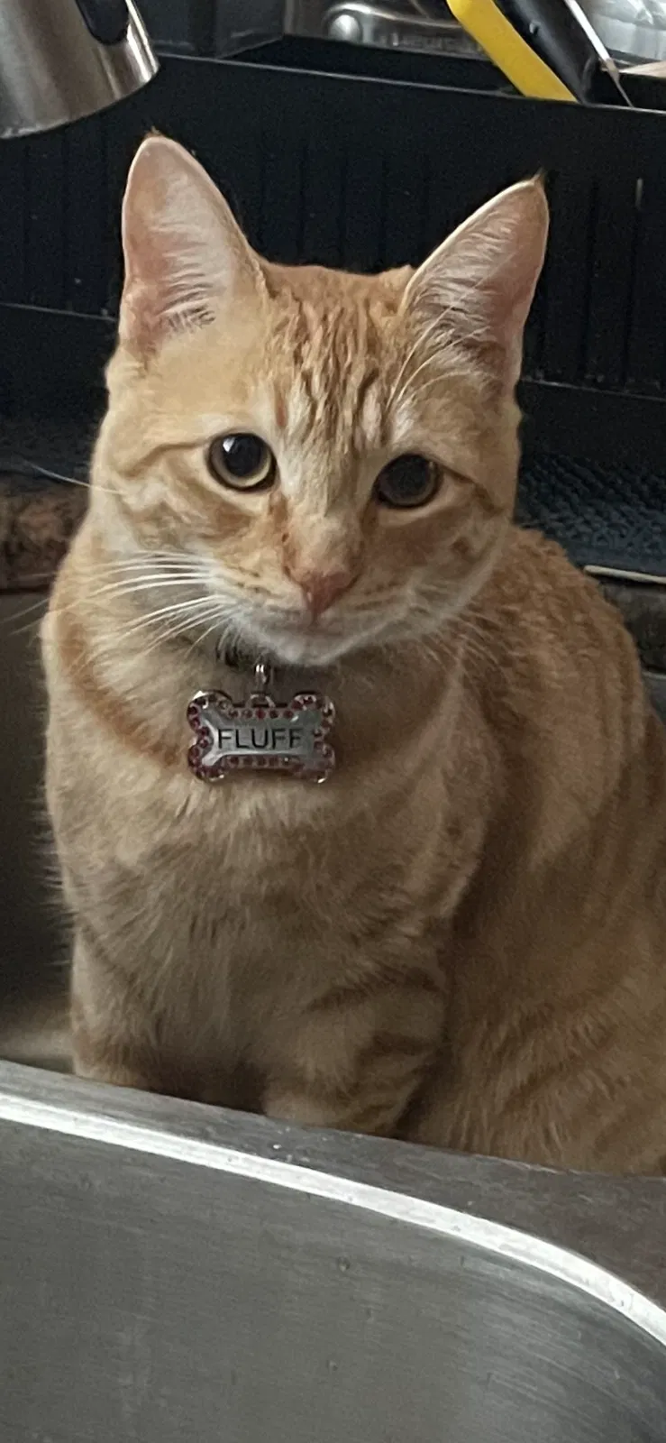 Lost cat in Fresno, CA, 93727