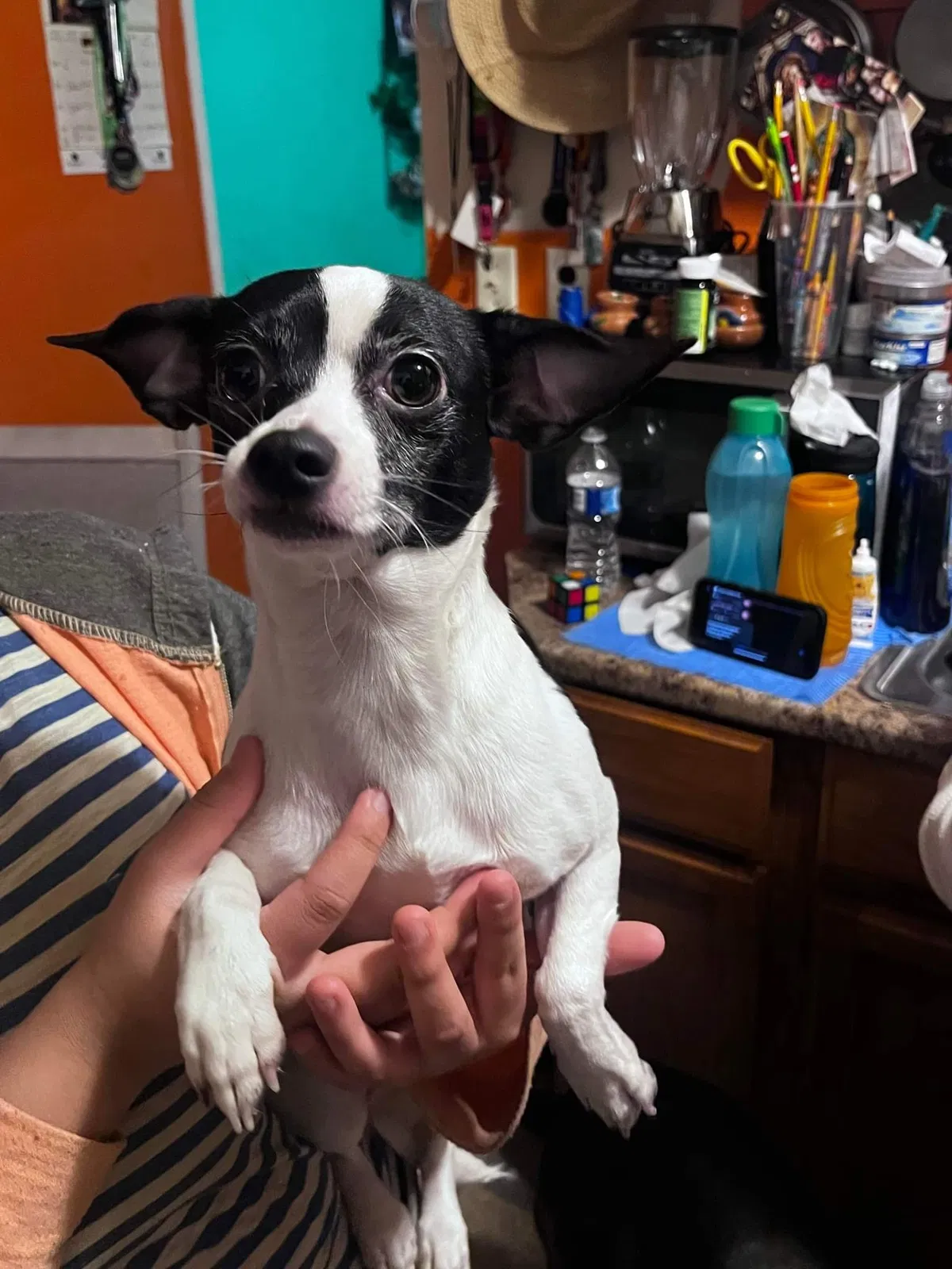 Lost dog in Battle Creek, MI, 49014