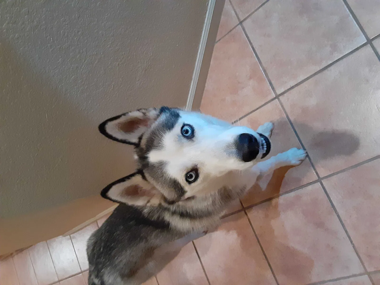 Lost dog in Modesto, CA, 95357