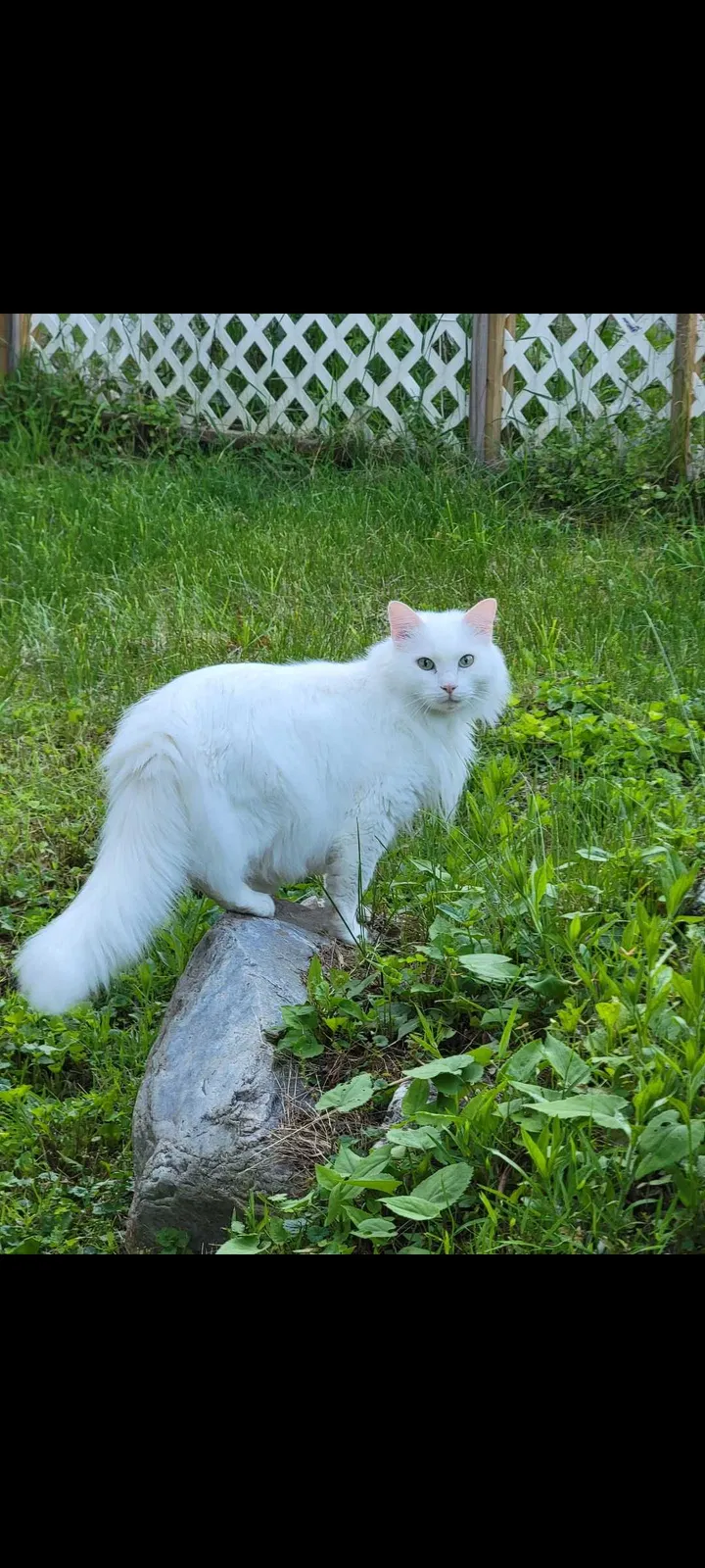 Lost cat in Rossville, GA, 30741